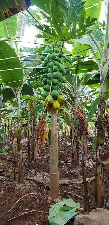 Banana Farm House Hampi Ngoại thất bức ảnh